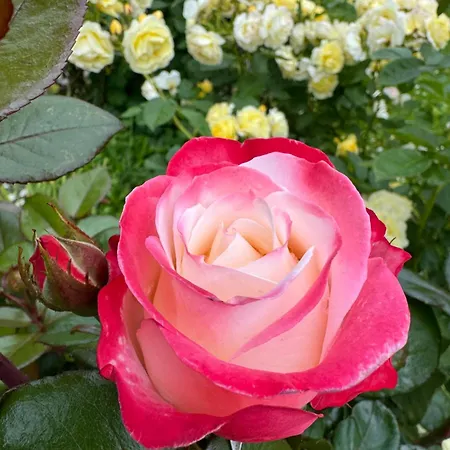 Haus Seehunde Im Buesumer Kurviertel Daire Büsum