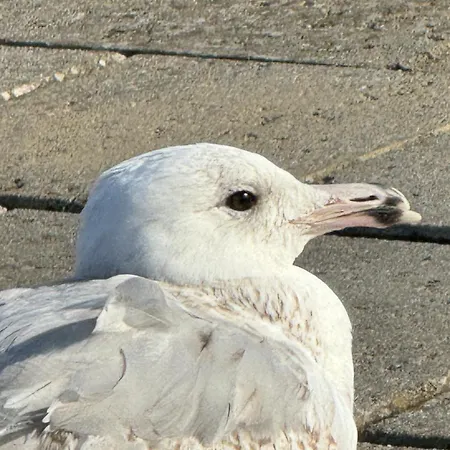 Haus Seehunde Im Buesumer Kurviertel Daire Büsum