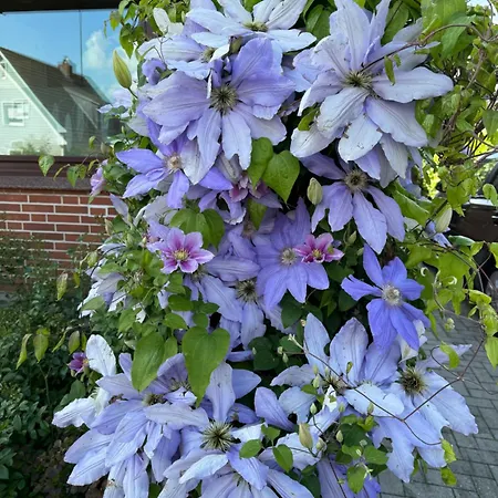 Daire Haus Seehunde Im Buesumer Kurviertel Büsum