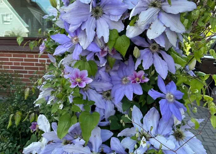 Appartement Haus Seehunde Im Buesumer Kurviertel Büsum
